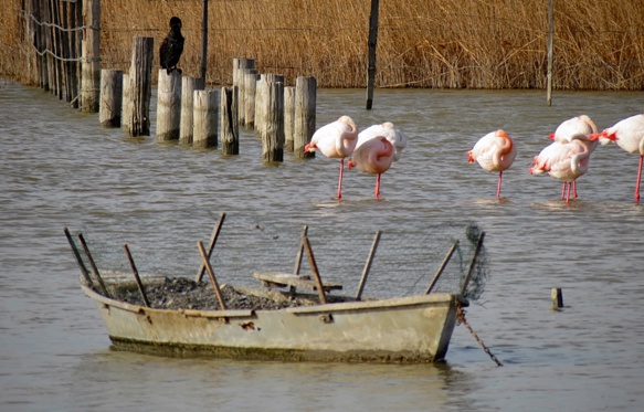 Flamants roses aux Marais du Vigueirat, en Camargue, parmi la centaine de sites ouverts au public pour s'intéresser à la biodiversité en Provence (photo MN) Flamants roses aux Marais du Vigueirat, en Camargue, parmi la centaine de sites ouverts au public pour s'intéresser à la biodiversité en Provence (photo MN)