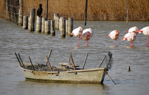 Flamants roses aux Marais du Vigueirat, en Camargue, parmi la centaine de sites ouverts au public pour s'intéresser à la biodiversité en Provence (photo MN)