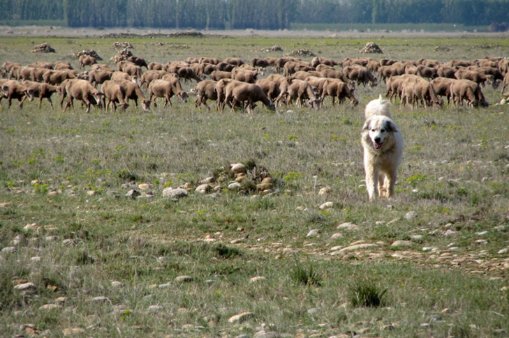 Patou et troupeau en plaine de Crau...vivement déconseillé de s'approcher! (photo MN) Patou et troupeau en plaine de Crau...vivement déconseillé de s'approcher! (photo MN)