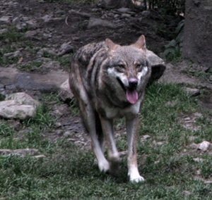 Loup en Tinée. Les troupeaux sont rentrés à la nuit...il change ses habitudes et attaque à l'heure du thé (photo MN)