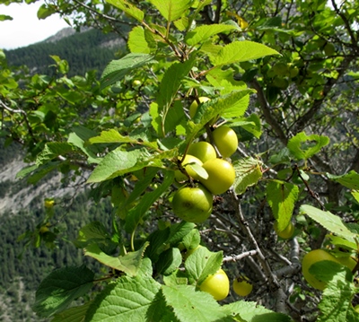 A sa frucha reconeissèm l’aubre