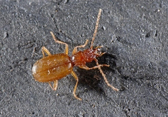 Découverte par un technicien du Parc, Patrice Tordjman, dans une grotte, une sous espèce du coléoptère Duvalius Margdelainei, depuis dénommée Tordjmani, vivait là incognito depuis toujours (photo Francesco Tomasinelli DR)