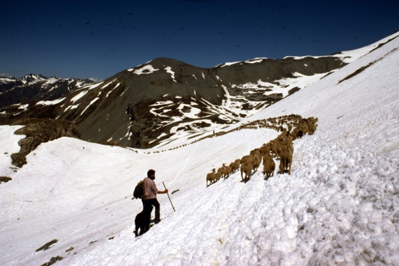 En 1975 il y a encore beaucoup de neige à Auron, autour de 2500 m d'altitude en juillet, et Jean-Marie Michel emmène au col ses bêtes, qui n'apprécient guère de marcher dans le froid (photo André Abbe) En 1975 il y a encore beaucoup de neige à Auron, autour de 2500 m d'altitude en juillet, et Jean-Marie Michel emmène au col ses bêtes, qui n'apprécient guère de marcher dans le froid (photo André Abbe)