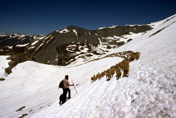 En 1975 il y a encore beaucoup de neige à Auron, autour de 2500 m d'altitude en juillet, et Jean-Marie Michel emmène au col ses bêtes, qui n'apprécient guère de marcher dans le froid (photo André Abbe)