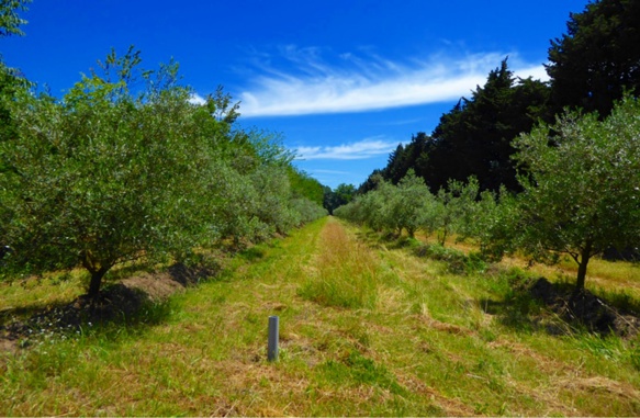 Oliviers biò onte totei fan de pomiers, perqué non ? (photo XDR) Oliviers biò onte totei fan de pomiers, perqué non ? (photo XDR)