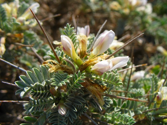 Le "Coussin de belle mère", poussé de sa niche écologique par des espèces invasives et soumise à la pression des promeneurs (photo MN) Le "Coussin de belle mère", poussé de sa niche écologique par des espèces invasives et soumise à la pression des promeneurs (photo MN)