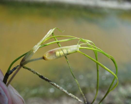 Althenia Filiformis, rare et pratiquement sacrifiée pour réduire l'empreinte écologique du Port de Marseille (photo XDR)