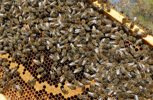 Varoa, frelon asiatique, pesticides...l'abeille indispensable mais maltraitée (photo MN)