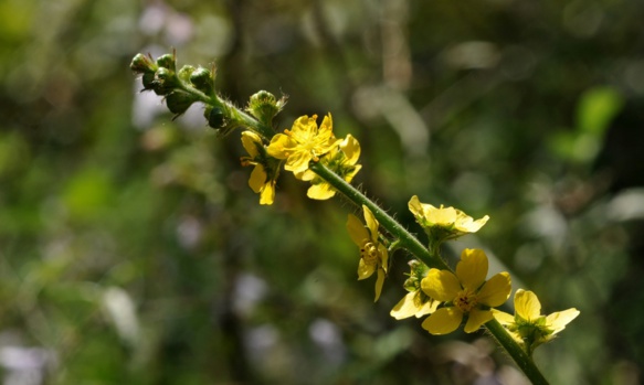 L'agrimòni discreta que cicatrisa lei plagas