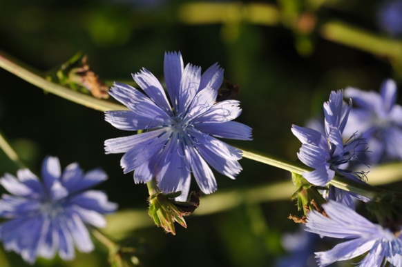 Photo FFB DR Photo FFB DR