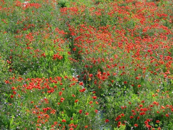 Gaugalin de la sieta a la tisana Gaugalin de la sieta a la tisana