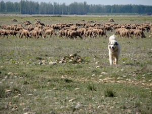 2000 ans de pastoralisme pour créer un écosystème unique. Combien d'années pour le recréer ? (photo MN) 2000 ans de pastoralisme pour créer un écosystème unique. Combien d'années pour le recréer ? (photo MN)
