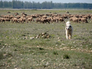 2000 ans de pastoralisme pour créer un écosystème unique. Combien d'années pour le recréer ? (photo MN)