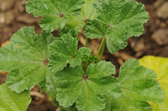 Les feuilles sont comestibles. Si elles s'emploient en tisane comme les fleurs, elles peuvent aussi remplacer les épinards (photo Lo Gafarot DR)