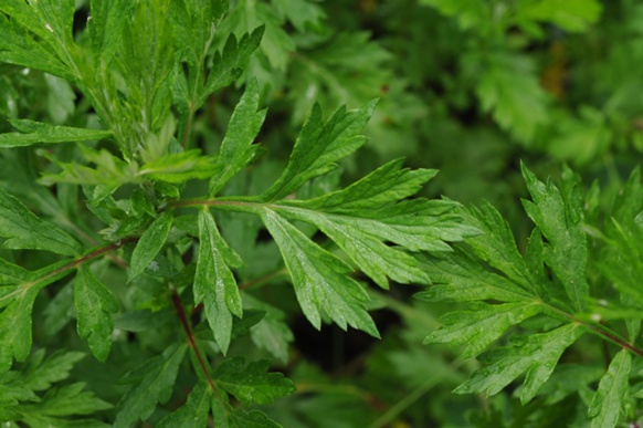 L'armoise, ce purgatif affaiblira les douleurs des règles (photo FFB DR) L'armoise, ce purgatif affaiblira les douleurs des règles (photo FFB DR)