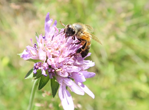 Varroa, frelon asiatique, pesticides, changement climatique, traitements chimiques de la ruche...et découragement des apiculteurs, les dangers ne manquent pas. Butiner, une activité à risques ? (photo MN)