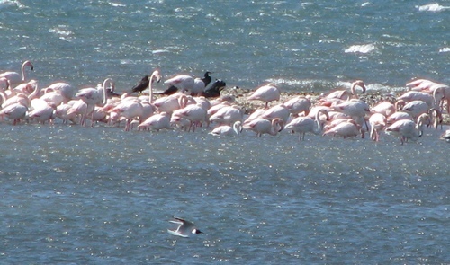Désormais certaines espèces migrantes hivernent régulièrement en Europe du Sud. (photo MN) Désormais certaines espèces migrantes hivernent régulièrement en Europe du Sud. (photo MN)