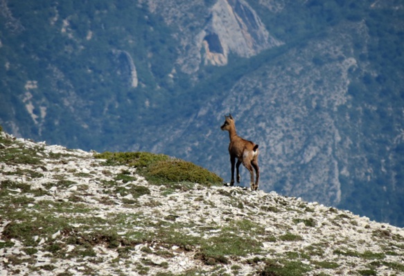 "Il y a toujours une surprise, quelque chose de neuf à apprendre dans ce massif austère, voire parfois âpre" (photo MN)