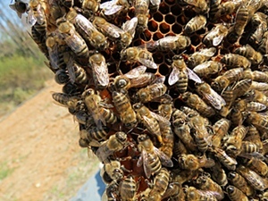 Lei pesticides esmarran leis abelhas