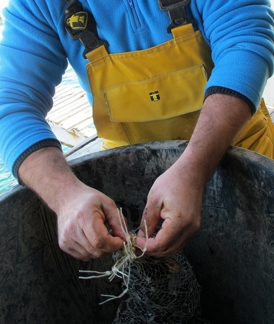 Il emplit un double filet de moules, puis l'immerge pour plus d'un an : "si les daurades ne me les mangent pas, ce seront des grosses ! (photo MN)