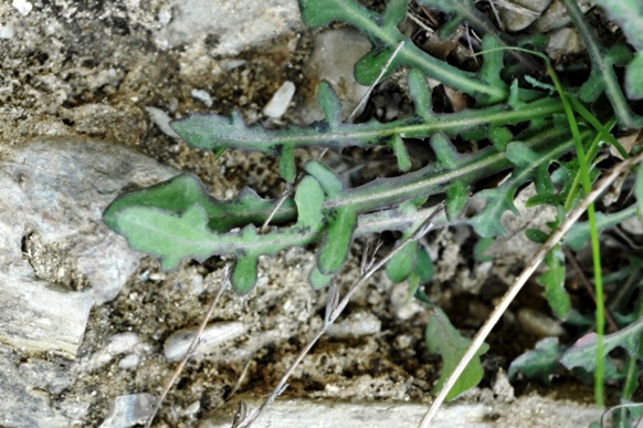 Terra-grepia, costelina, cosconilha Terra-grepia, costelina, cosconilha