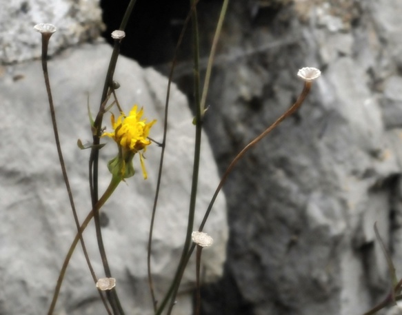 Elle refleurira plusieurs années (photo FFF DR) Elle refleurira plusieurs années (photo FFF DR)