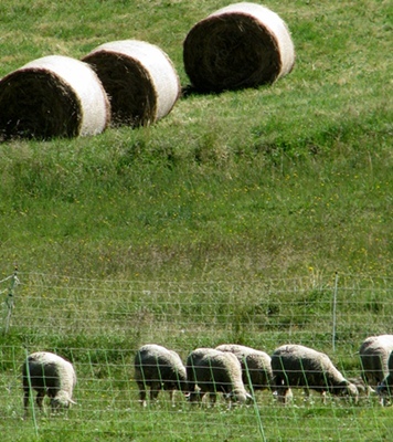 C'est dans l'agriculture que les espoirs d'emplois sont les plus importants (photo MN)