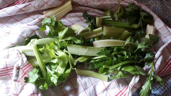 Blanchir puis congeler le céleri de la soupe devient un geste à caractère philosophique quand le temps ralentit assez pour vous laisser penser à ce que vous faites (photo ET DR) Blanchir puis congeler le céleri de la soupe devient un geste à caractère philosophique quand le temps ralentit assez pour vous laisser penser à ce que vous faites (photo ET DR)