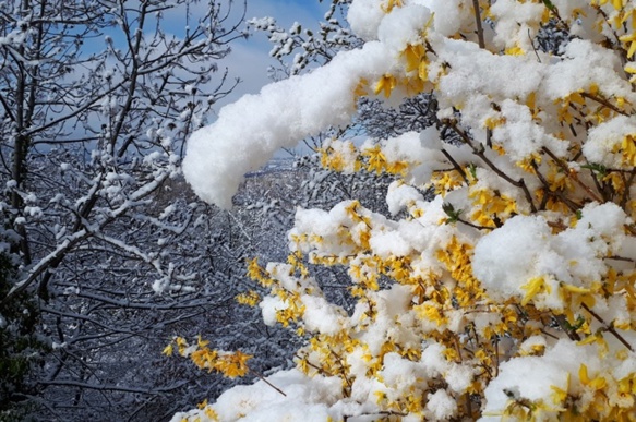 Au Japon on admire les fleurs des arbres, dans le Gapençais elles contrastent avec les ultimes neiges (photo ET) Au Japon on admire les fleurs des arbres, dans le Gapençais elles contrastent avec les ultimes neiges (photo ET)