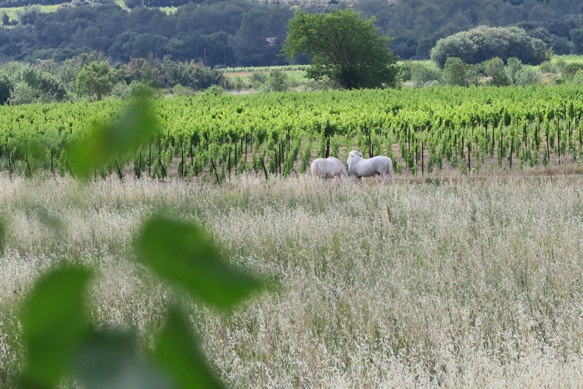 Pour Paul Martin le confinement c'est ici, un cadre plus serein que d'autres, pour imaginer une suite à l'aventure éditoriale (photo MN) Pour Paul Martin le confinement c'est ici, un cadre plus serein que d'autres, pour imaginer une suite à l'aventure éditoriale (photo MN)