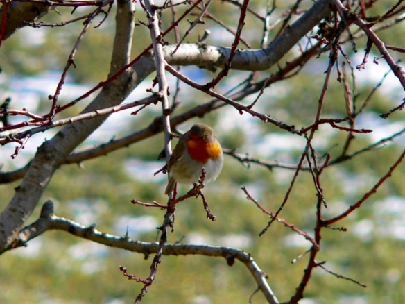 Pas de confinament per lo rigau (photo ET DR) Pas de confinament per lo rigau (photo ET DR)