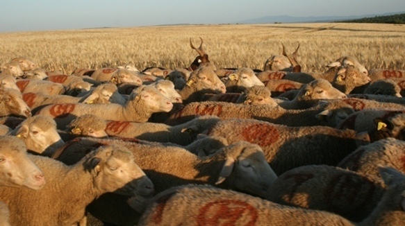 600 000 ovins et 2200 professionnels entre la Crau et la Valle Stura (photo P Fabre DR)