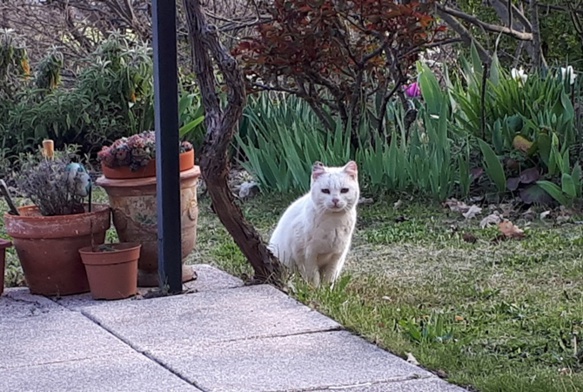 Encore sauvage, mais quand on a le temps et qu'on reste chez soi, papoter avec les animaux c'est plutôt bien (photo ET DR)