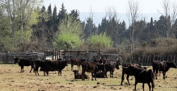 Les cyprès, omniprésents doivent protéger du vent; mais là le vent y a poussé le feu, et les rangées d'arbres ont  relancé l'incendie (photo MN)