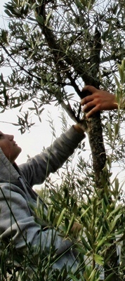 Autre paradoxe, si les oliviers font habituellement pare feux,, l'herbe qui pousse à leurs pieds a aidé le feu à progresser plus vite (photo MN) Autre paradoxe, si les oliviers font habituellement pare feux,, l'herbe qui pousse à leurs pieds a aidé le feu à progresser plus vite (photo MN)