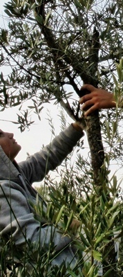 Autre paradoxe, si les oliviers font habituellement pare feux,, l'herbe qui pousse à leurs pieds a aidé le feu à progresser plus vite (photo MN)