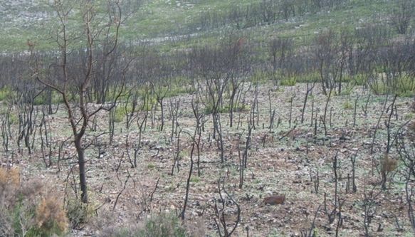 Les incendies prennent plus ou moins le même chemin, mais dans ce "plus ou moins" bien des surprises surviennent (photo MN)