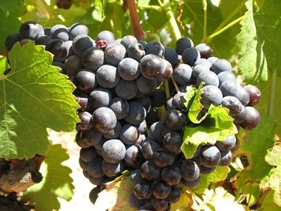 Ils produiront aux trois quarts des rosés...aux trois quarts classés en appellation d'origine (Photo MN)