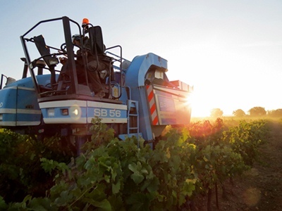 On vendange à l'aube, au plus tard, pour garder le raisin frais, condition d'un rosé pâle (photo MN)