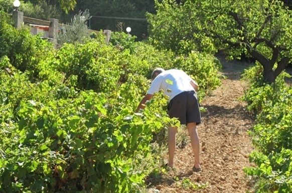 L'urbanisme a colonisé ces collines, et les vignes ont fait place aux piscines (photo MN)