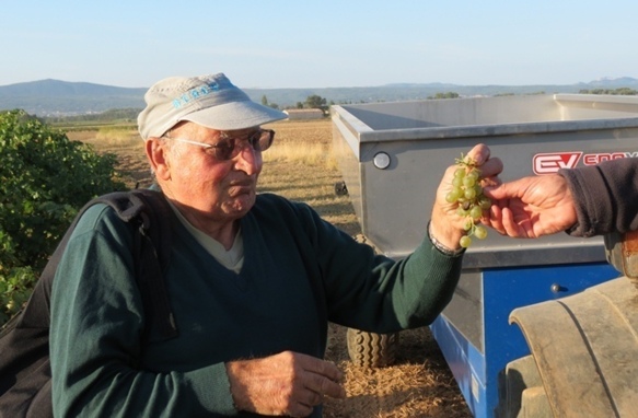 Un maximum : 55 hectolites à l'hectare pour le rosé de Provence, 50 pour l'AOP Sainte-Victoire (photo MN)