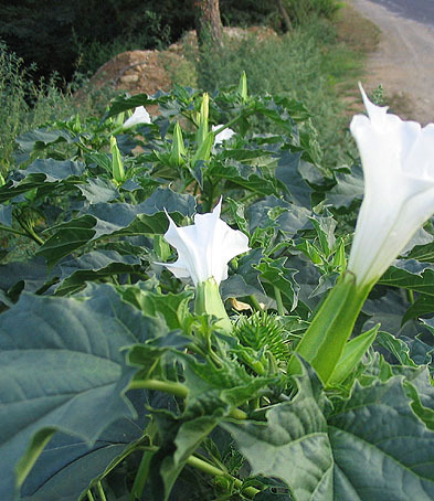 Hallucinations à faible dose, et délires à la clé. Bref, le mauvais trip avec la jolie fleur (photo XDR)