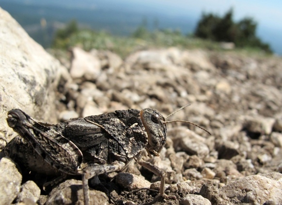 Criquet Pelerin dans une vallée du Mont Venturi, près d'Aix-en-Provence (photo MN)