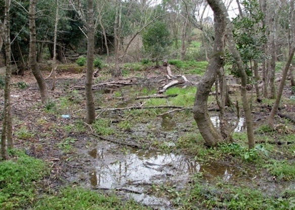 Moulières, Mollières...ce nom de lieu signe des eaux résurgentes, en Vaucluse comme ailleurs en Provence; ici à La Seyne (83) (Photo MN)