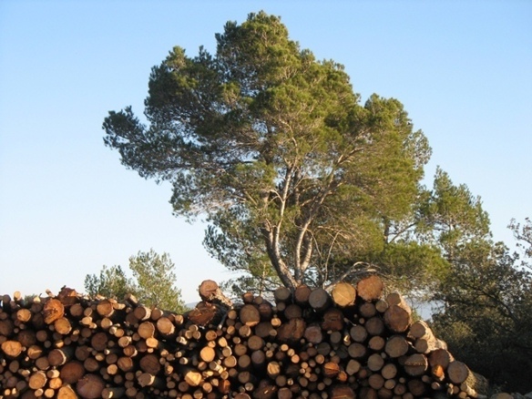 400 entreprises forestières qui ne peuvent garantir une offre régulière (photo MN)