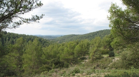 Lei bòscs pòdon capturar lo carbòni (fòto MN) Lei bòscs pòdon capturar lo carbòni (fòto MN)