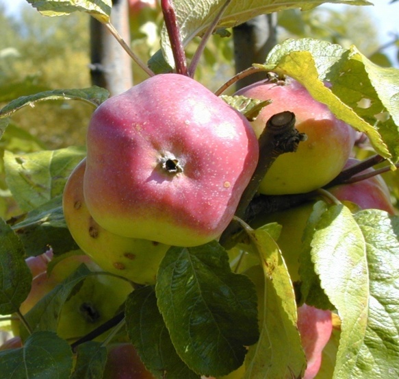 De nombreuses variétés aux belles qualités gustatives ne sont pourtant pas retenues par les autorisations de mises sur le marché, telle l'Api Etoilée de nos Alpes (photo MT)