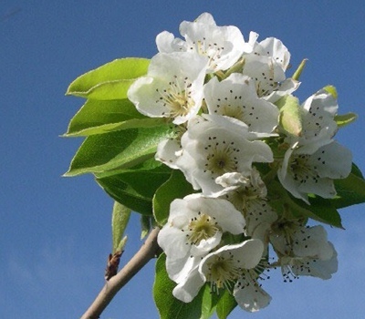 Les poiriers de Crémesine, plantés sur le chemin des pastres, ici en fleurs (Photo XDR) Les poiriers de Crémesine, plantés sur le chemin des pastres, ici en fleurs (Photo XDR)
