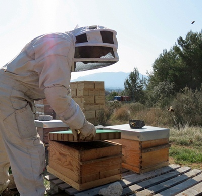 Un apiculteur provençal a en moyenne 63 ruches, mais 72% sont des amateurs éclairés qui en possèdent moins de dix (photo MN)