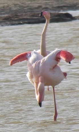 Pour l'heure les flamants de Camargue font des bébés, mais ceux ci pourraient ne pas naître sur place (photo MN)